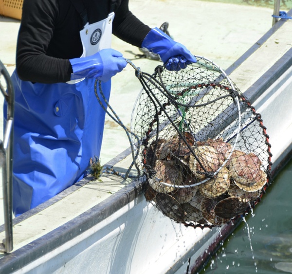 【1ケース60双入】耐油手袋 耐油ビニローブ シームレス手袋 スベリ止め 抗菌防臭 No.650ショーワグローブ